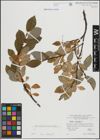 Foto von Salix hastata L.